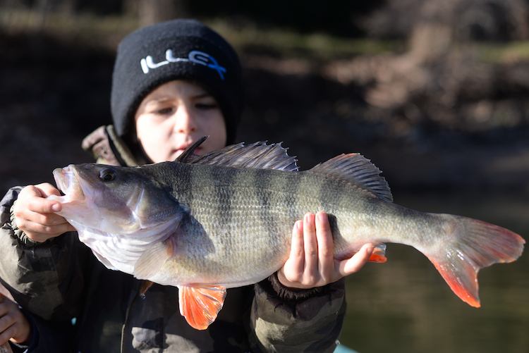 Grosses perches d’automne : misez sur une pêche incitative !