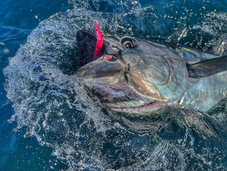 Le Crazy Sand Eel de Fiiish, un leurre redoutable pour la pêche du thon rouge !