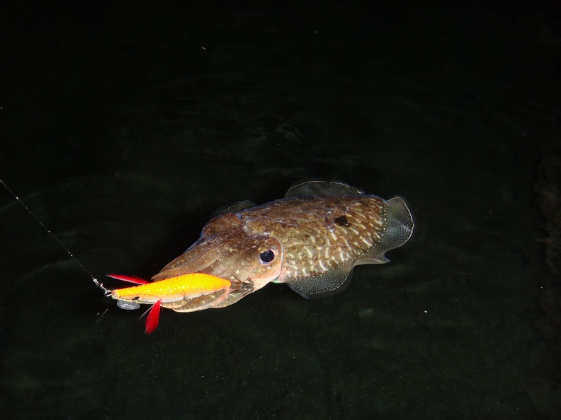 Bien choisir son matériel pour la pêche des céphalopodes