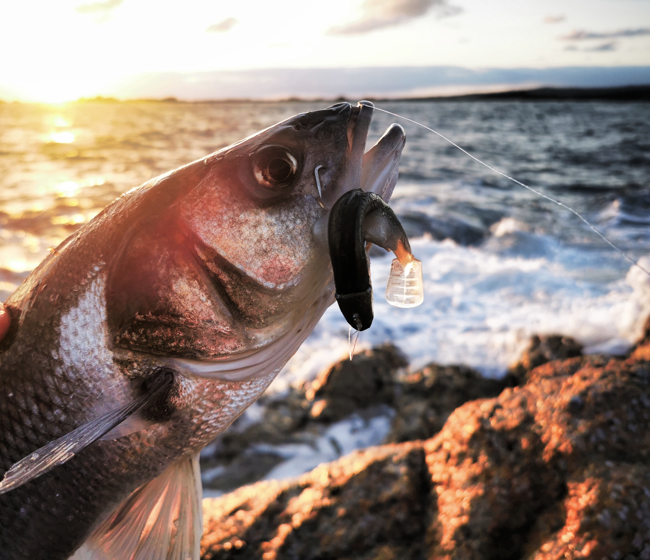 Le black Minnow de Fiiish est une solution "prêt à l'emploi" connu de tous les pêcheurs de bars. Il a permis à un grand nombre de capturer leurs premiers poissons.