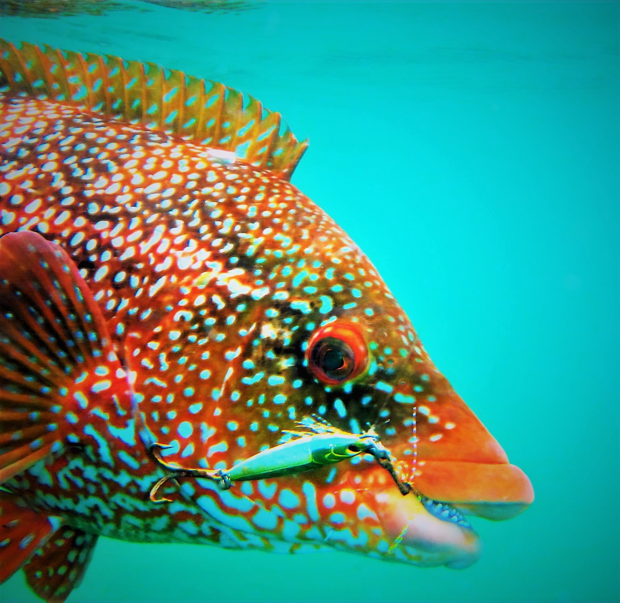 La vielle est un poisson combattif, beau et nombreux. Il est bien souvent sous estimé par de nombreux pêcheurs.
