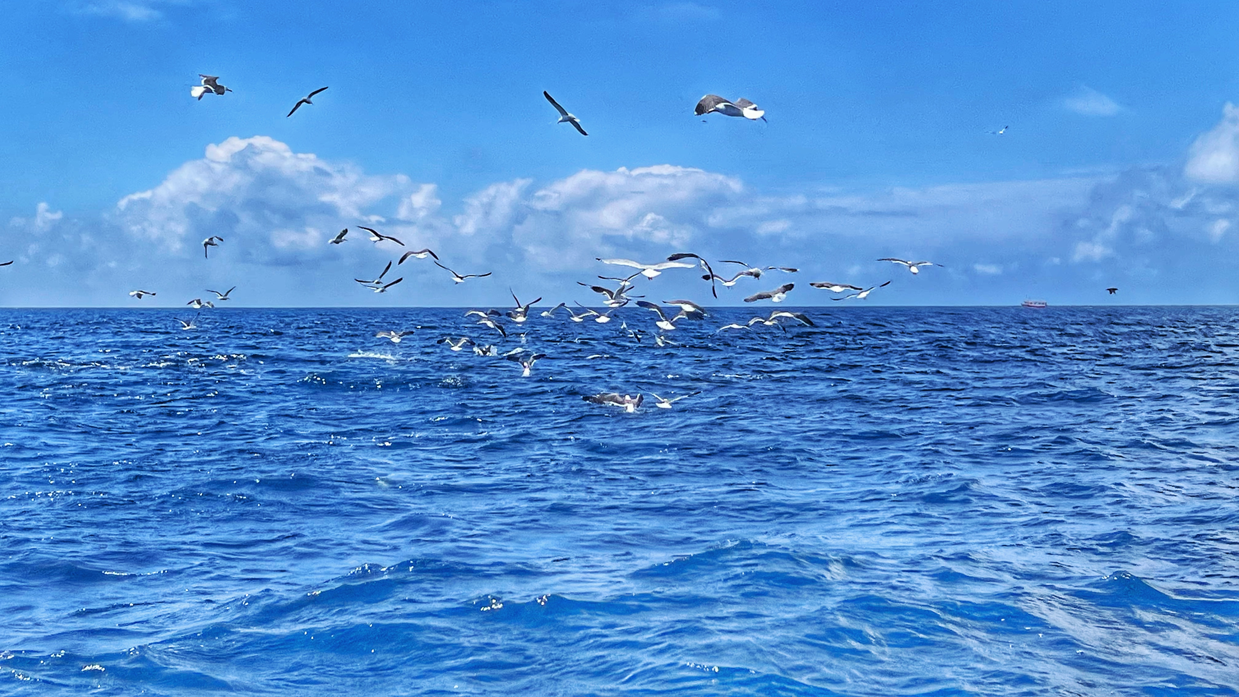 Chasse d'oiseaux en mer