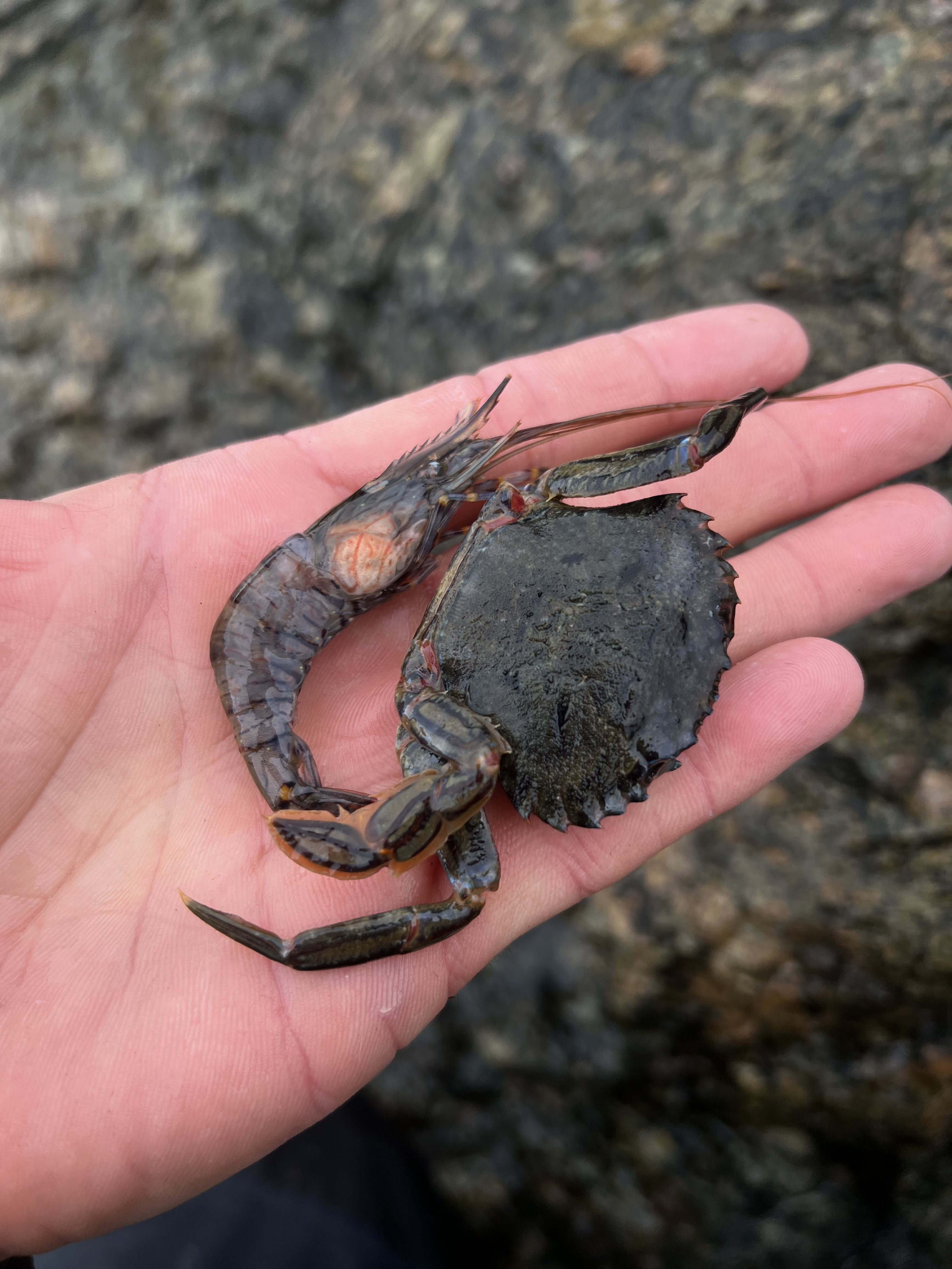 crabe et crevette trouvés sous les rochers