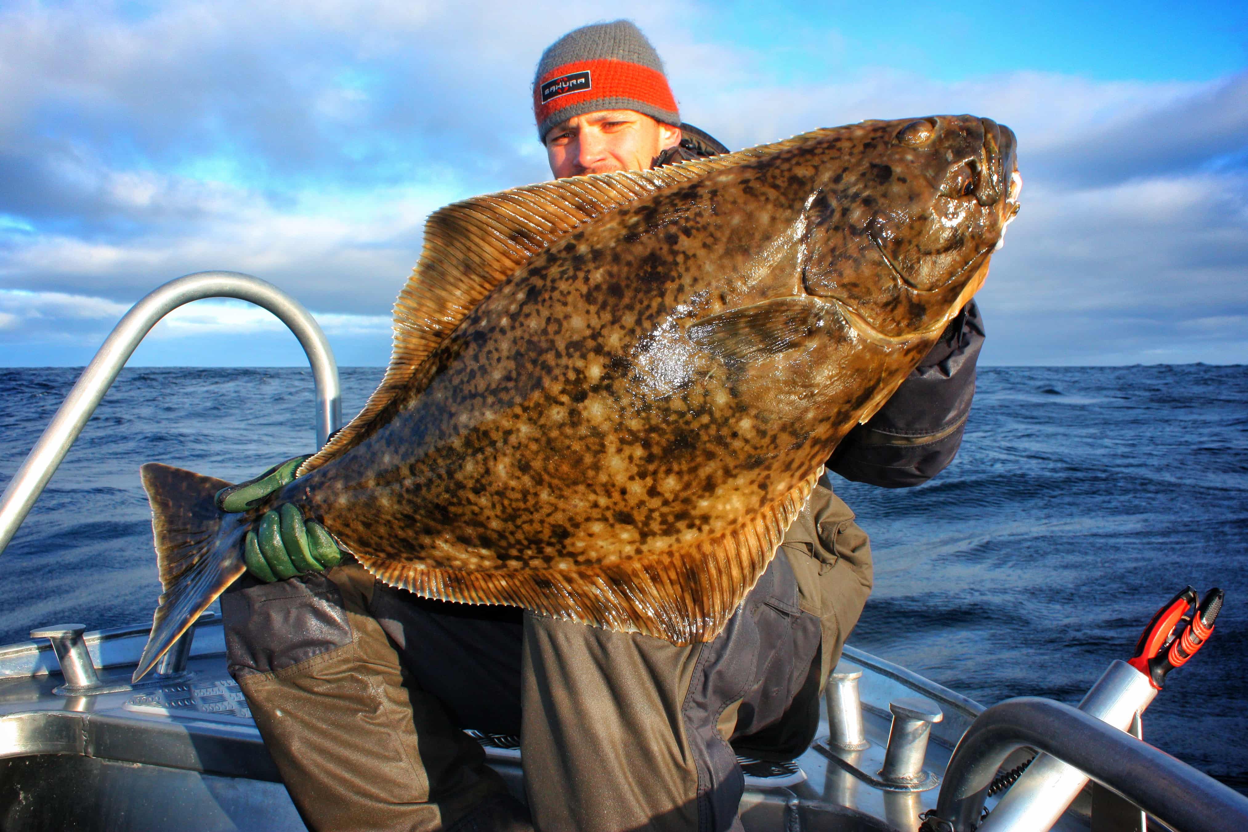 Un étrange poisson pêché en Norvège à 800 mètres de fond - Voile