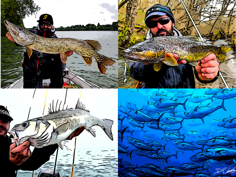 Truite, bar, brochet, thon : dates d’ouvertures et réglementations spécifiques de la pêche pour la saison 2023/2024 !