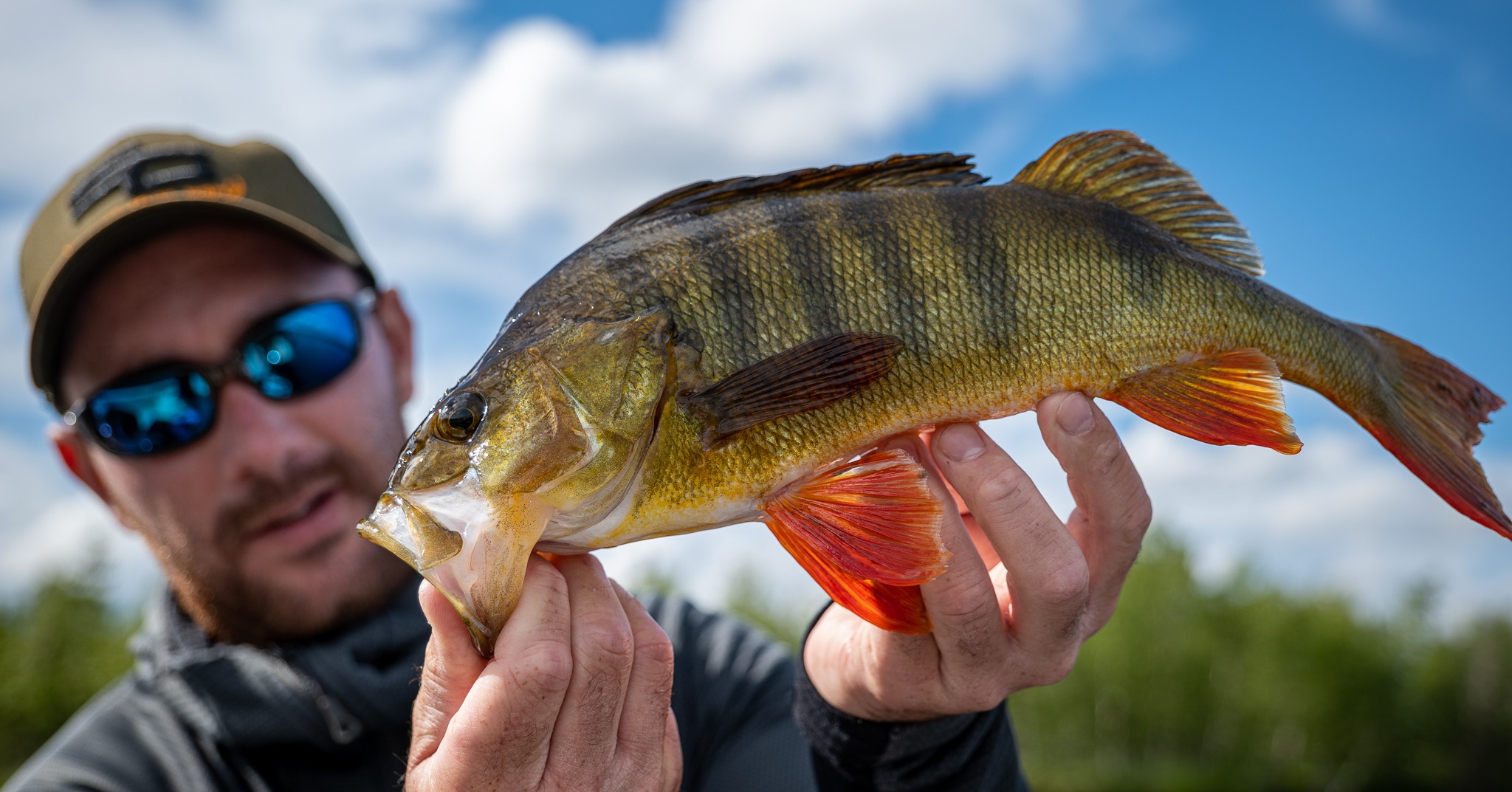 Les perches sont si nombreuses que les compétiteurs du Perch Pro viennent chez Alban pour chercher la victoire. Des journées à plus de 100 perches de 40cm sont possibles...