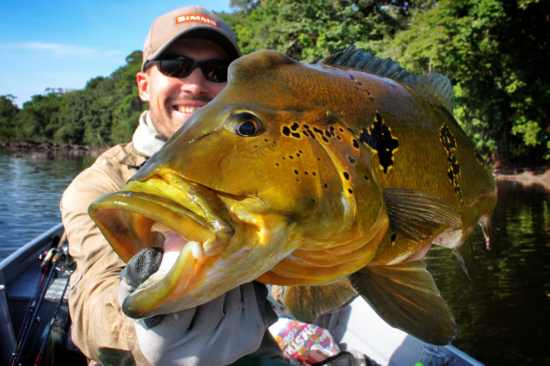 Conseils et matériel pour partir pêcher le Peacock Bass Cichla Thyrorus du rio Trombetas au Brésil !