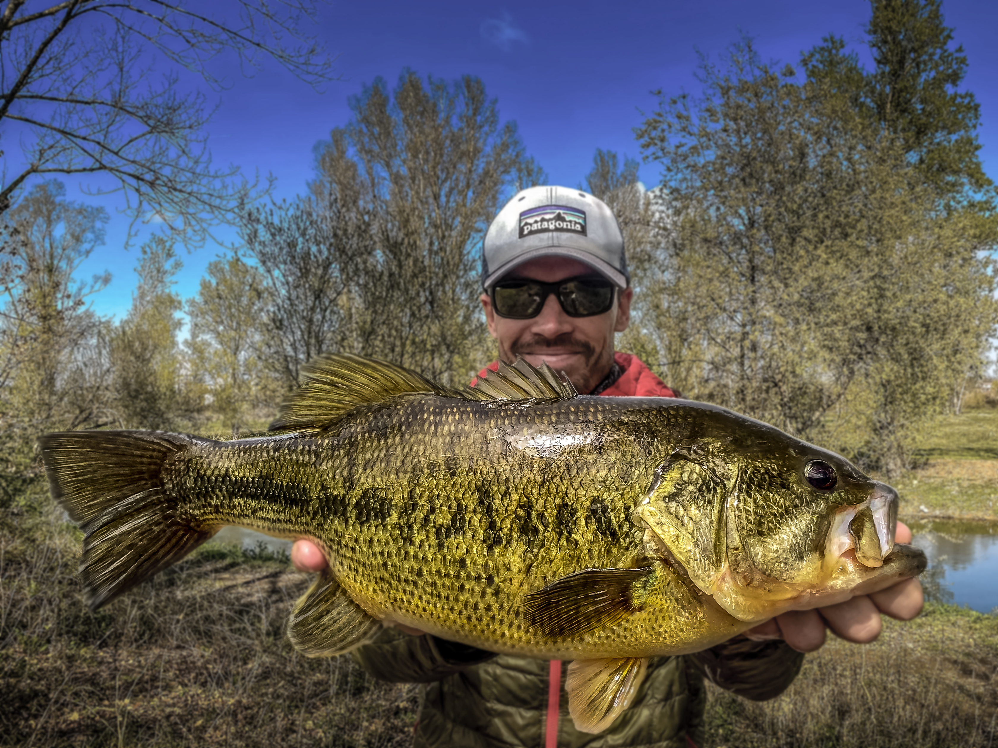 Pêche du black-bass : le Pre-spawn ou l’opportunité de capturer de gros poissons !