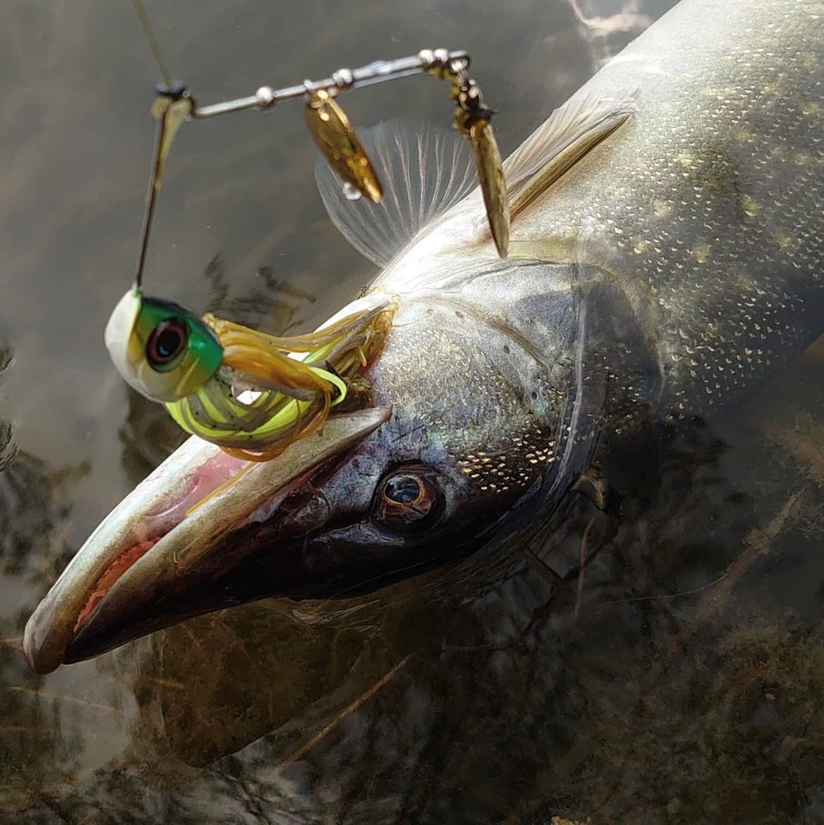 La pêche du brochet aux leurres en automne - Fishare – FISHARE