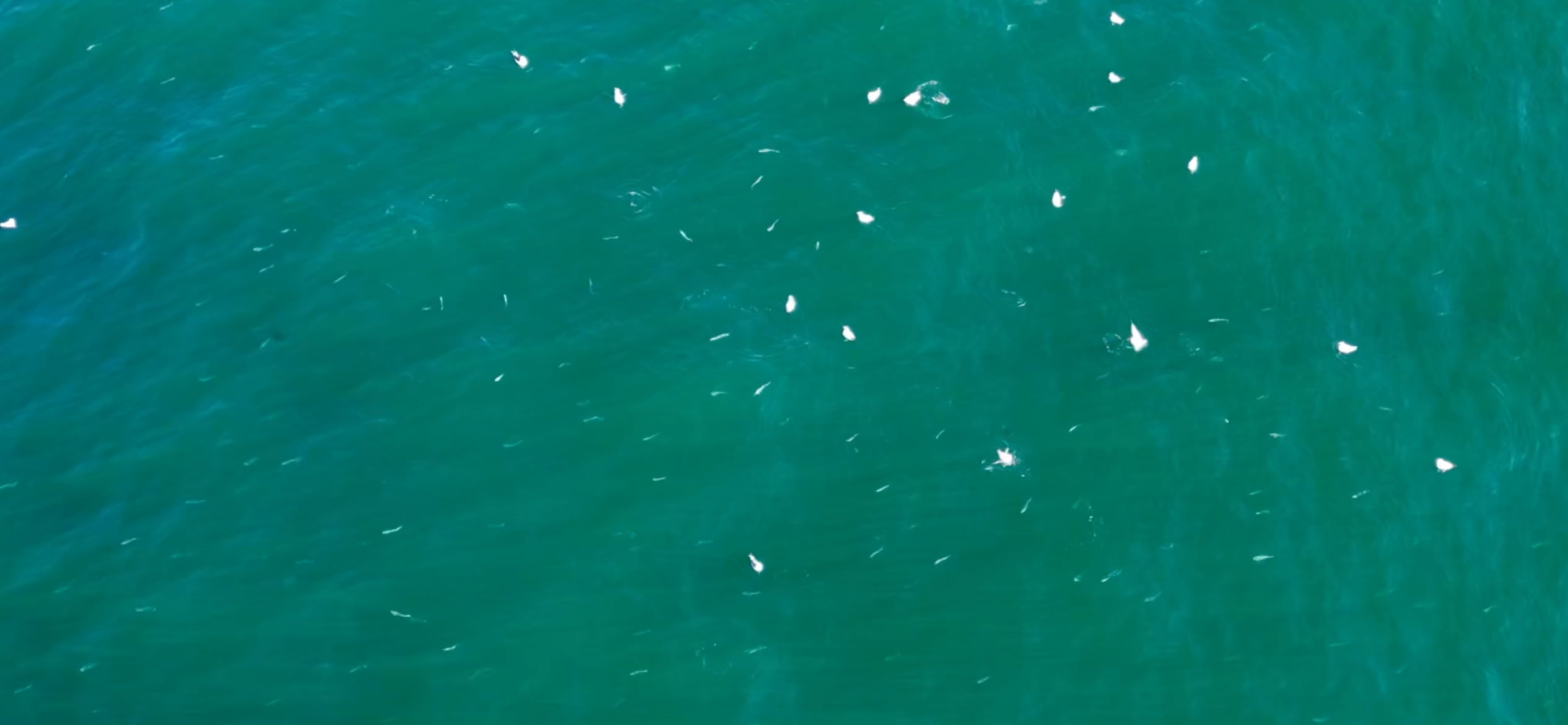 vue en drone d'une chasse de bar