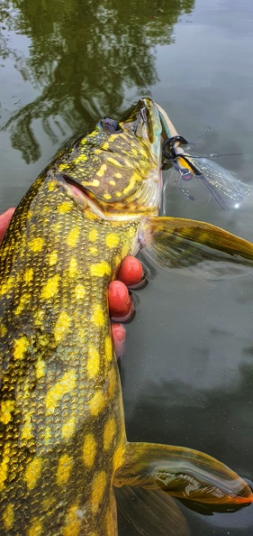 Pêche du brochet au chatterbait, une approche redoutable ! - DPSG