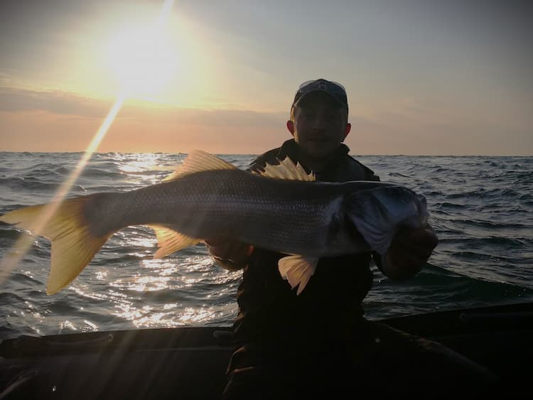 Pêche du bar dans le Cotentin : retour sur une session poissonneuse !