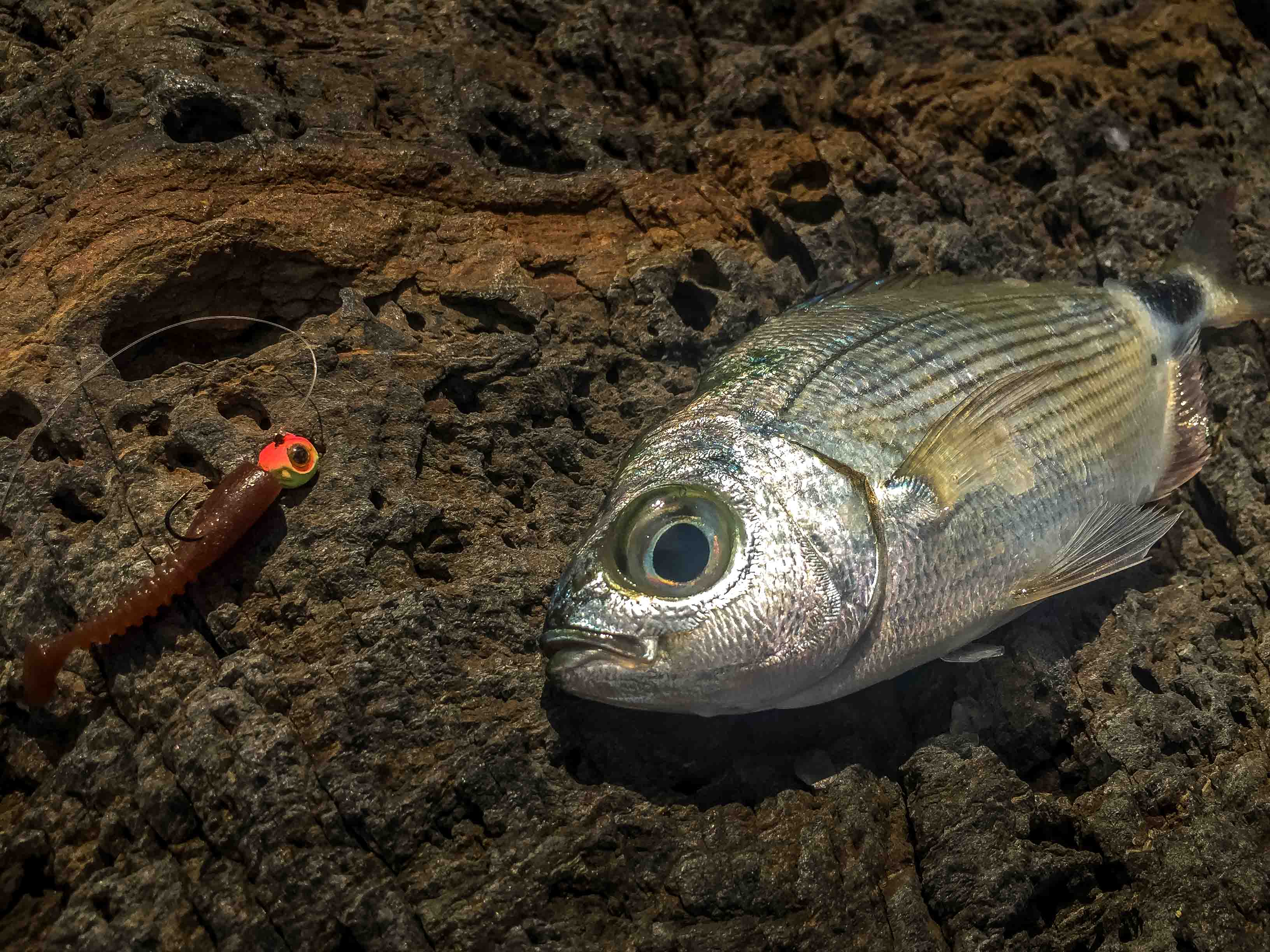 Pêche en mer : bons postes et matériel idéal pour pratiquer le Rock Fishing en Méditerranée !
