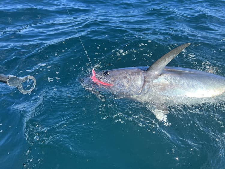 Pêche du thon rouge : comment faire le bon choix de leurre et de technique de pêche ?