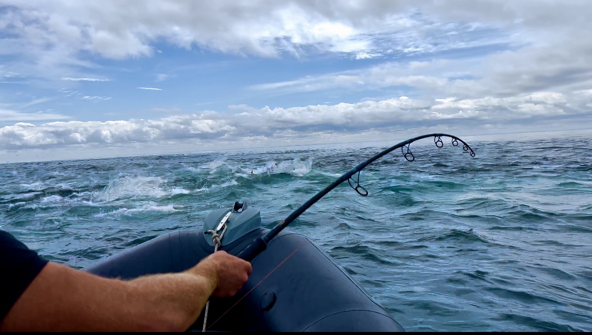 Poissons piqué au cœur de la chasse