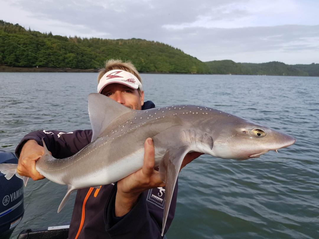 Tout savoir sur la pêche de l’émissole, ce petit requin combatif et facile !