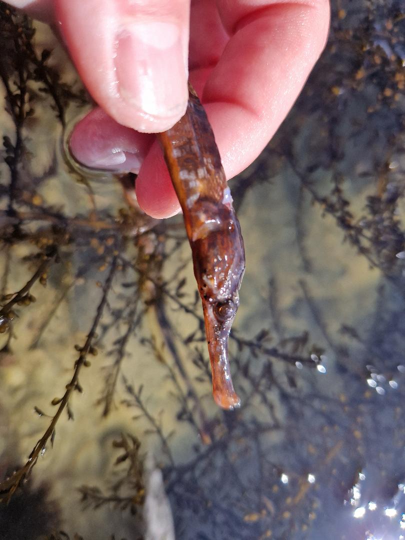 La pêche à pied, une manière ludique de profiter de l’estran et de découvrir la faune marine !