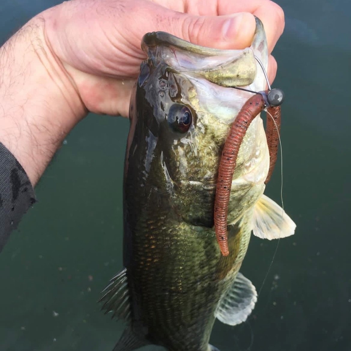 black bass pêché avec un vers artificiel