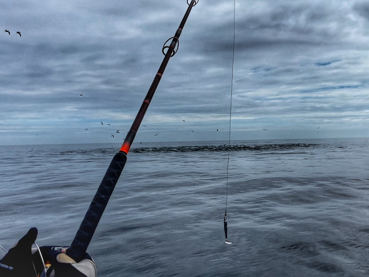 Chasse de thons rouges