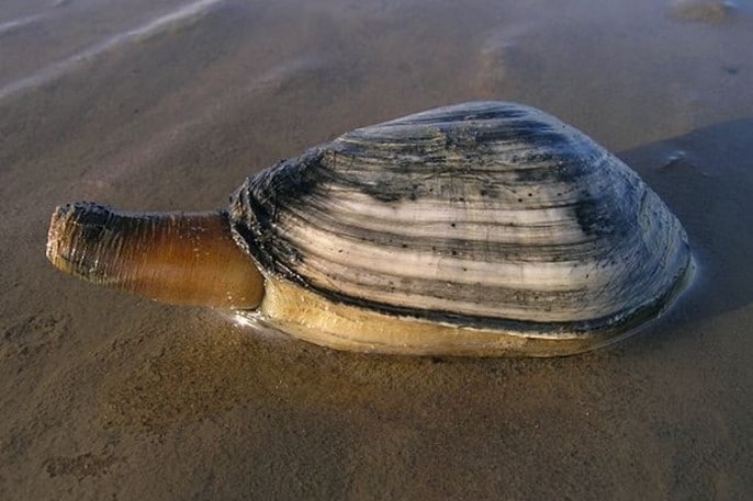 La mye est un gros bivalve qui doit son surnom de "pisse en l'air" en raison des jets d'eau qu'elle produit et qui permettent de la localiser.