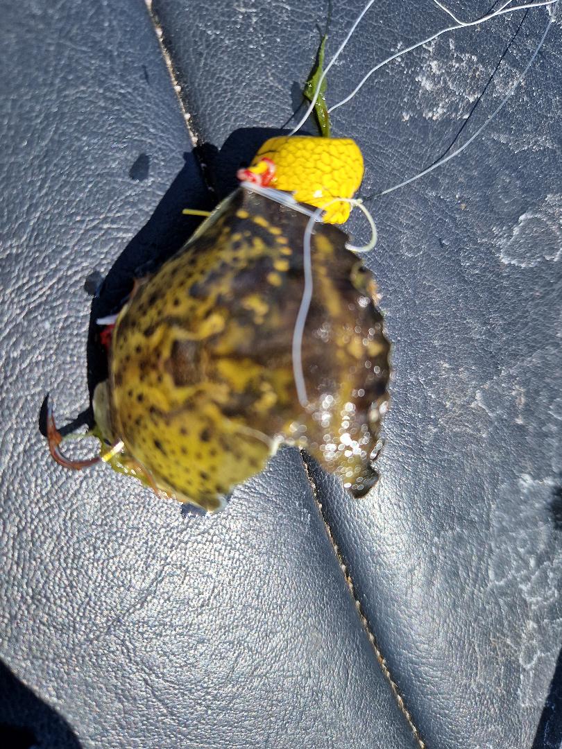 Le crabe est l'appât roi, mais même parfaitement installé, les dorades sont souvent plus malignes que nous !