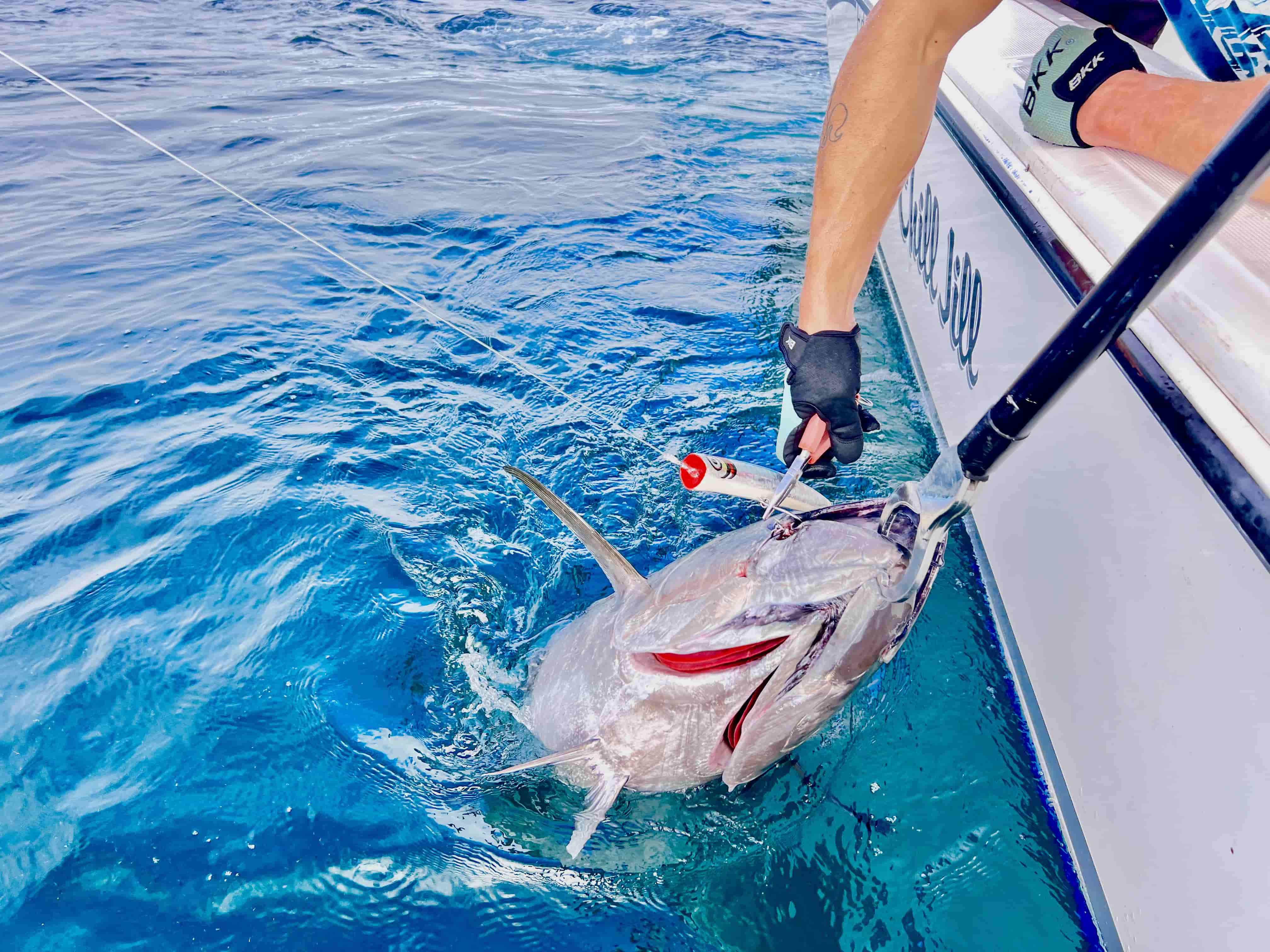 Pêcheur qui décroche thon rouge