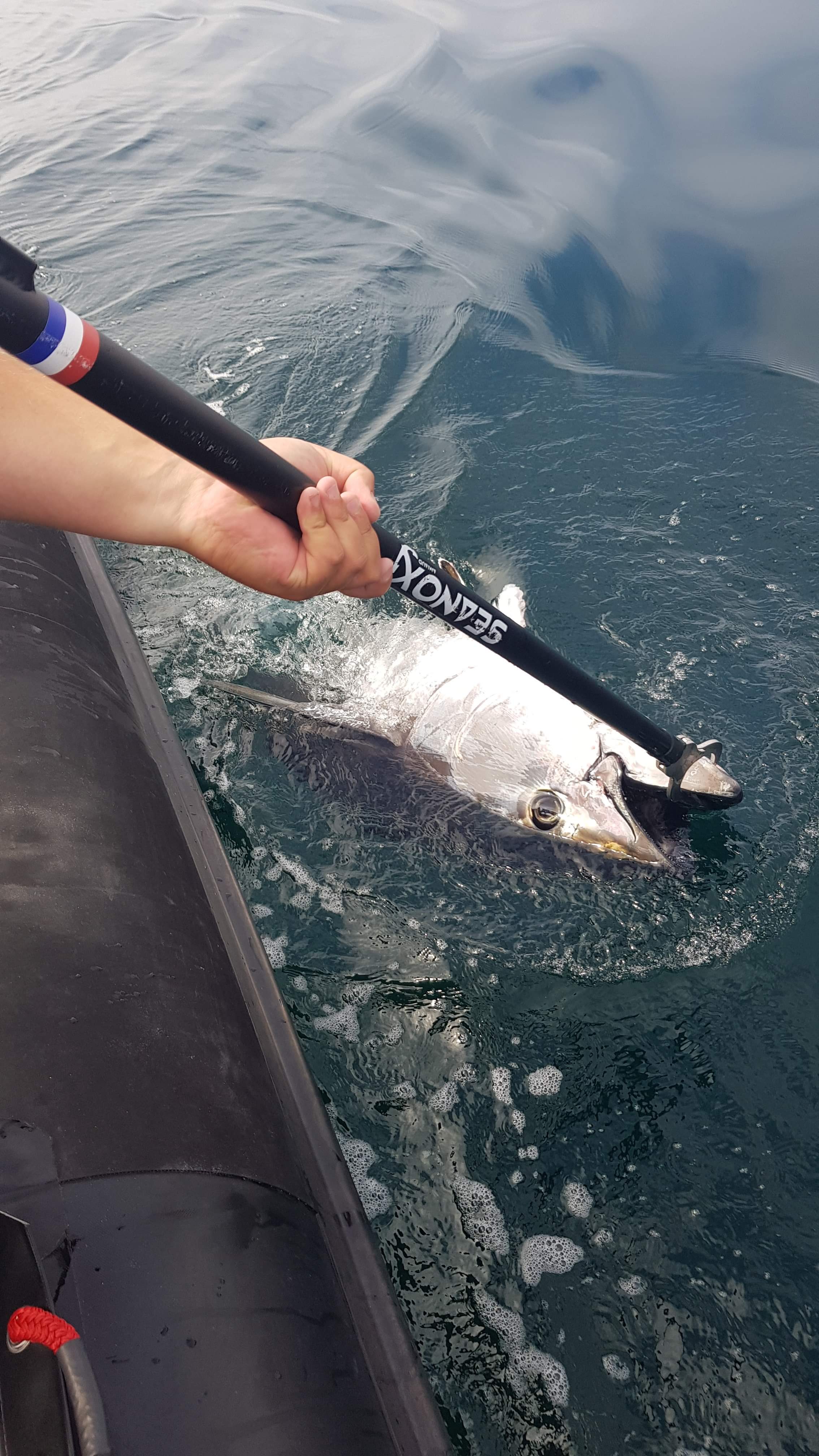 thon rouge maintenu au bateau avec une pince