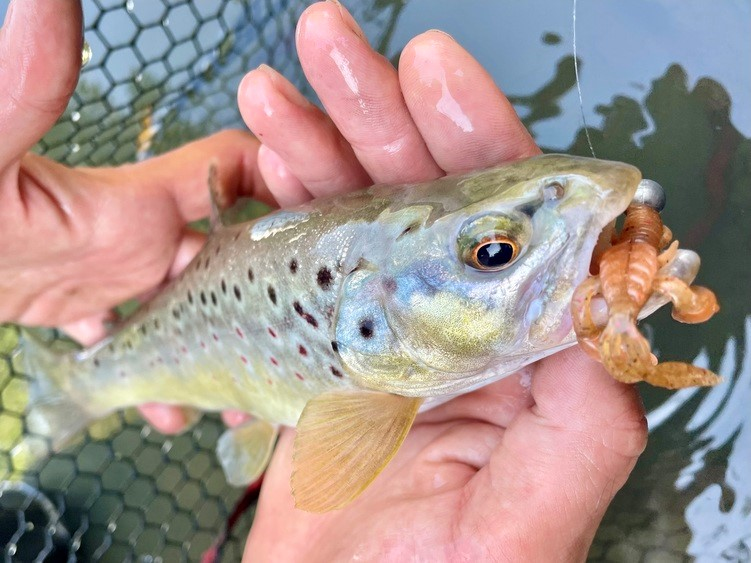 Pêche de la truite à la craw, une technique très efficace en fin de saison  ! - DPSG