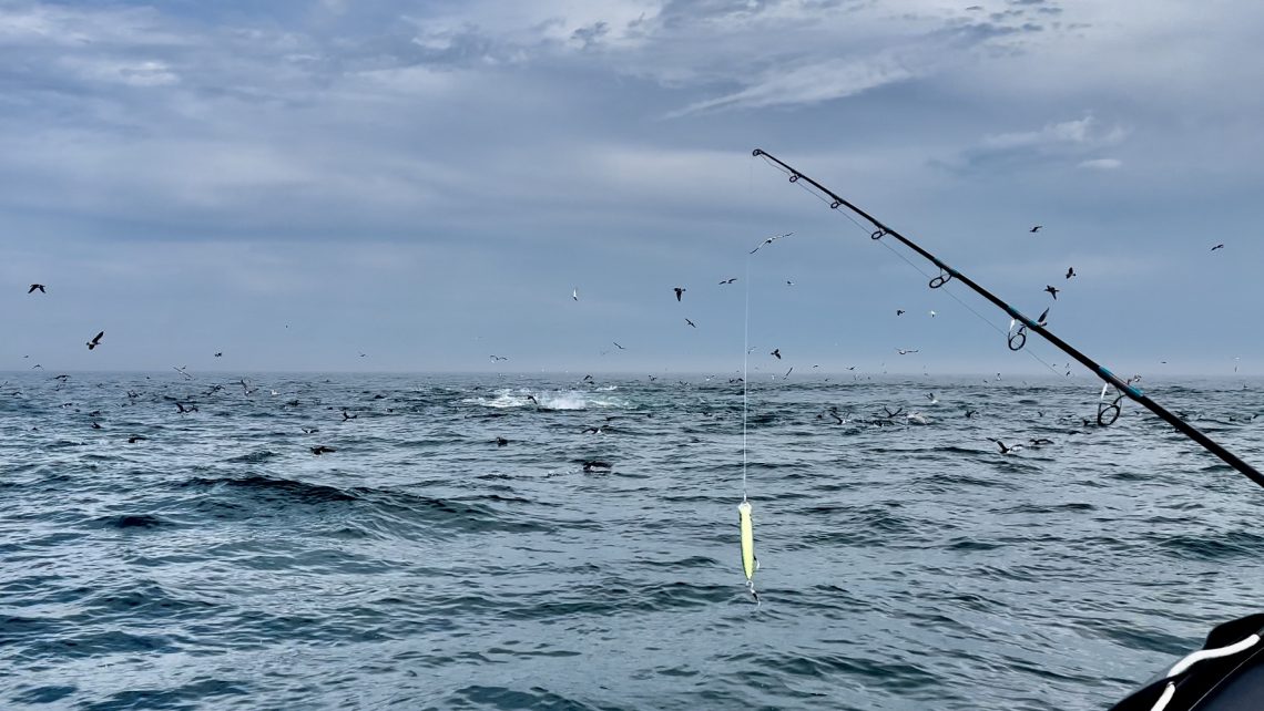 chasse de thons rouges