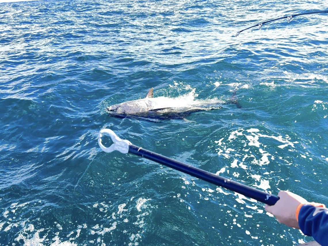 Lorsque l'on pêche le thon, chacun doit savoir ce qu'il doit faire dans les différentes phases du combat car la moindre erreur mène bien souvent à la perte du poisson.