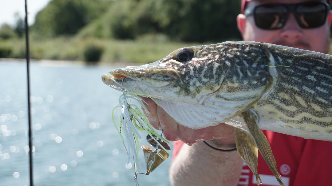 Les leurres métalliques sont des incontournables de la pêche du brochet.