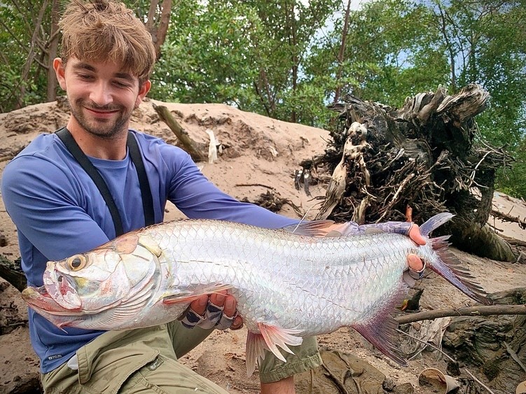 Pêche du tarpon dans la mangrove brésilienne : un peu de biologie pour mieux comprendre l’espèce !