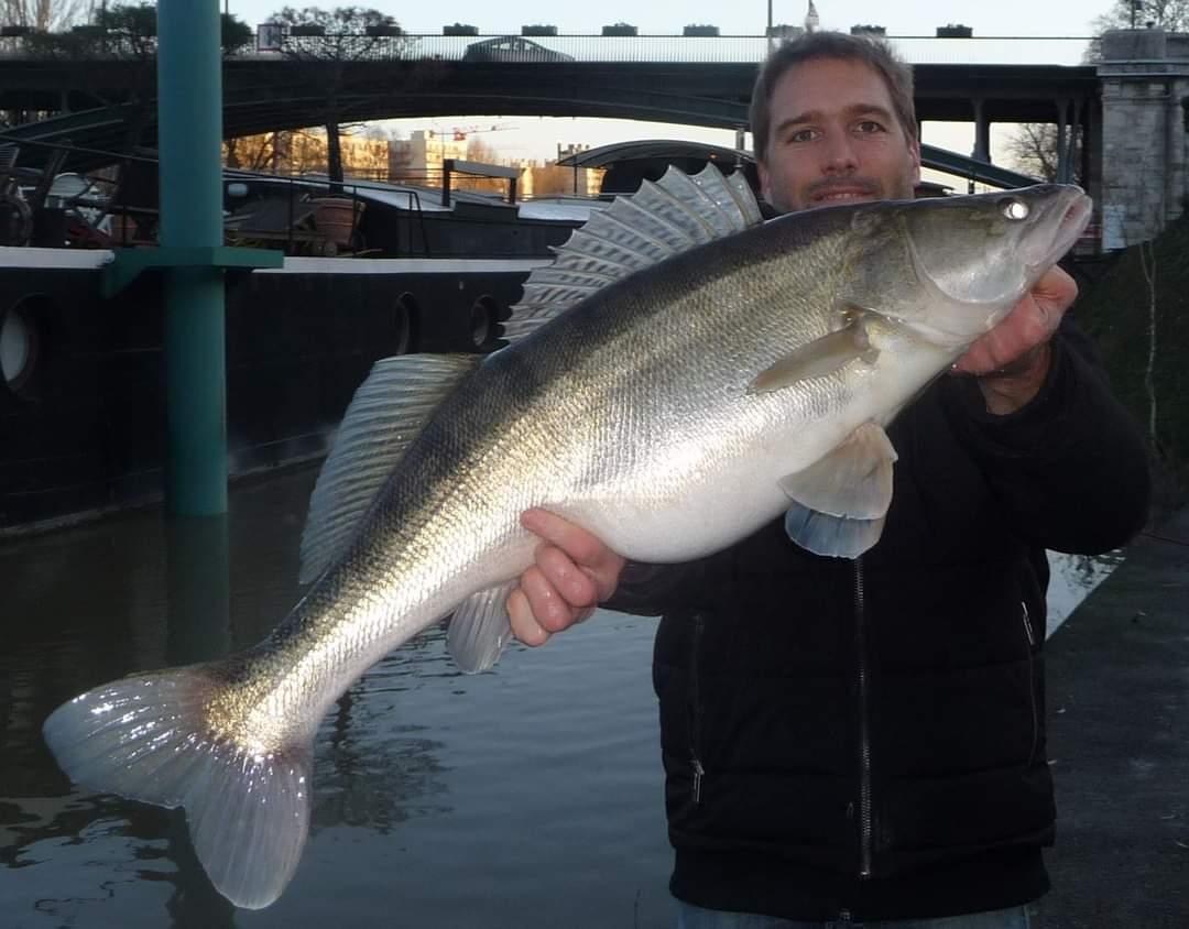 En pleine crue, les sandres se gavent de gros poissons blancs. Il sera alors possible de capturer des spécimens avec une morphologie bien particulière !