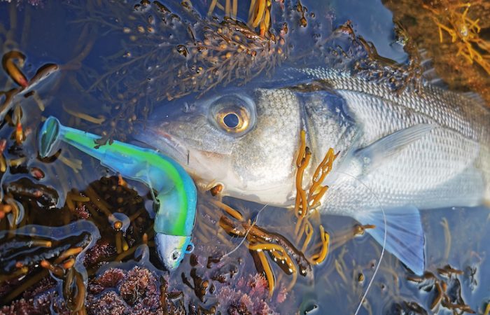 bars pris au black minnow