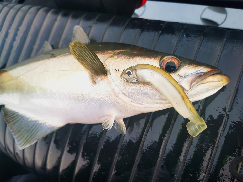 lieu jaune pêché au black minnow 140 