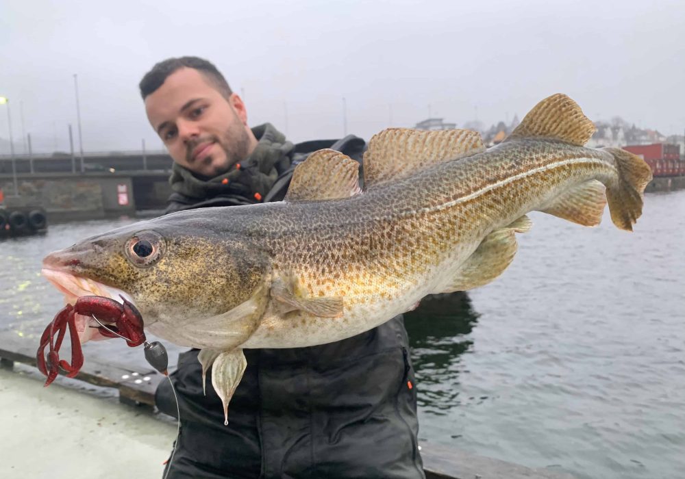 Pêche de la morue en Norvège en Street fishing !