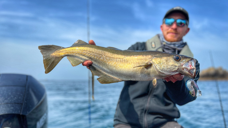 Lieu jaune pris au Black Minnow