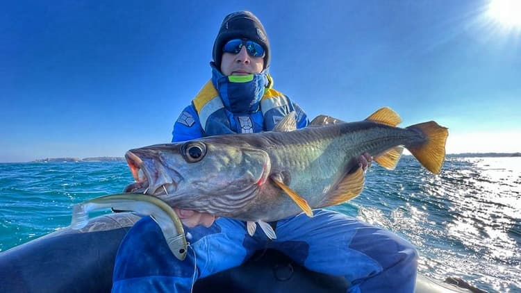 pêcheur avec lieu jaune