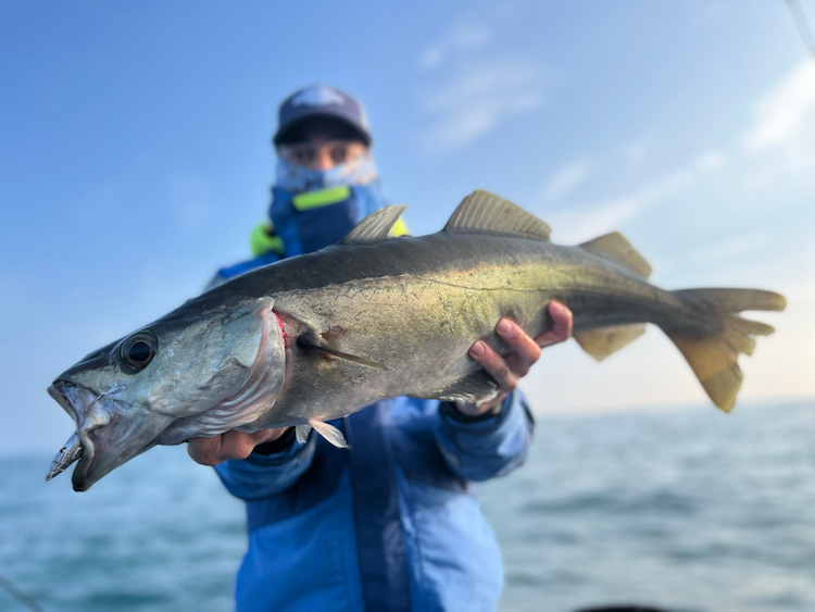 Technique et matériel pour la pêche du lieu jaune sur épave