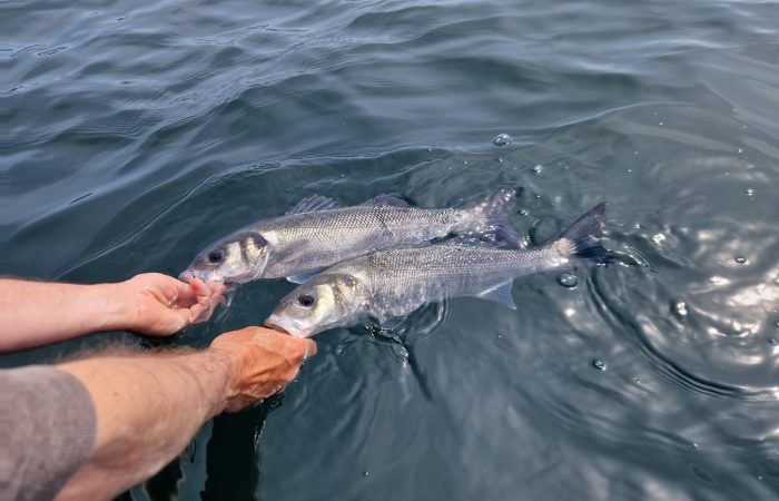 Hoëdic le paradis des pêcheurs