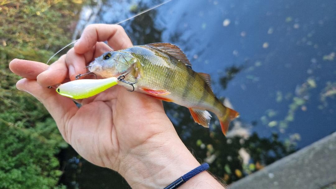L'objectif premier lorsque l'on débute est de réaliser de nombreuses prises et non de capturer un record. Ainsi, même les plus petits poissons apportent leur lot de satisfactions.