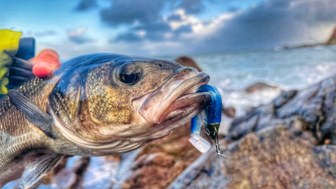 bar du bord au black minnow