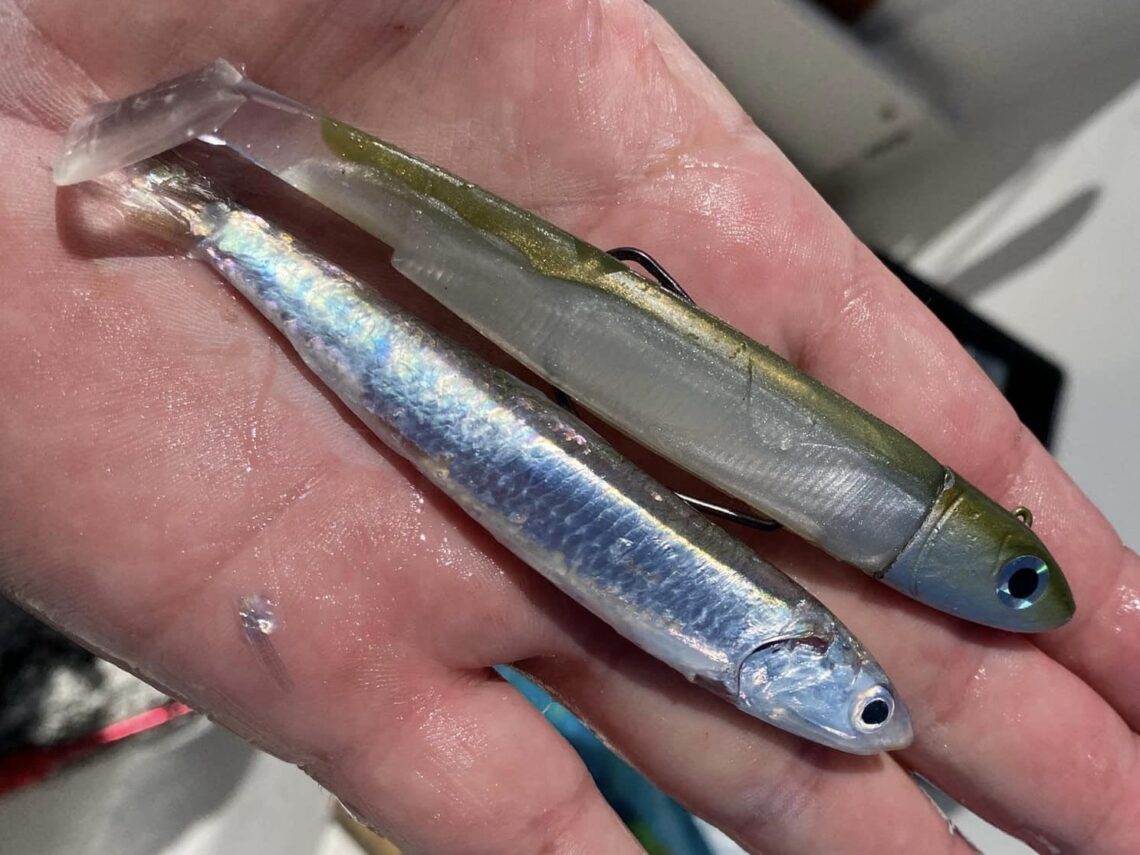 black minnow et sprat