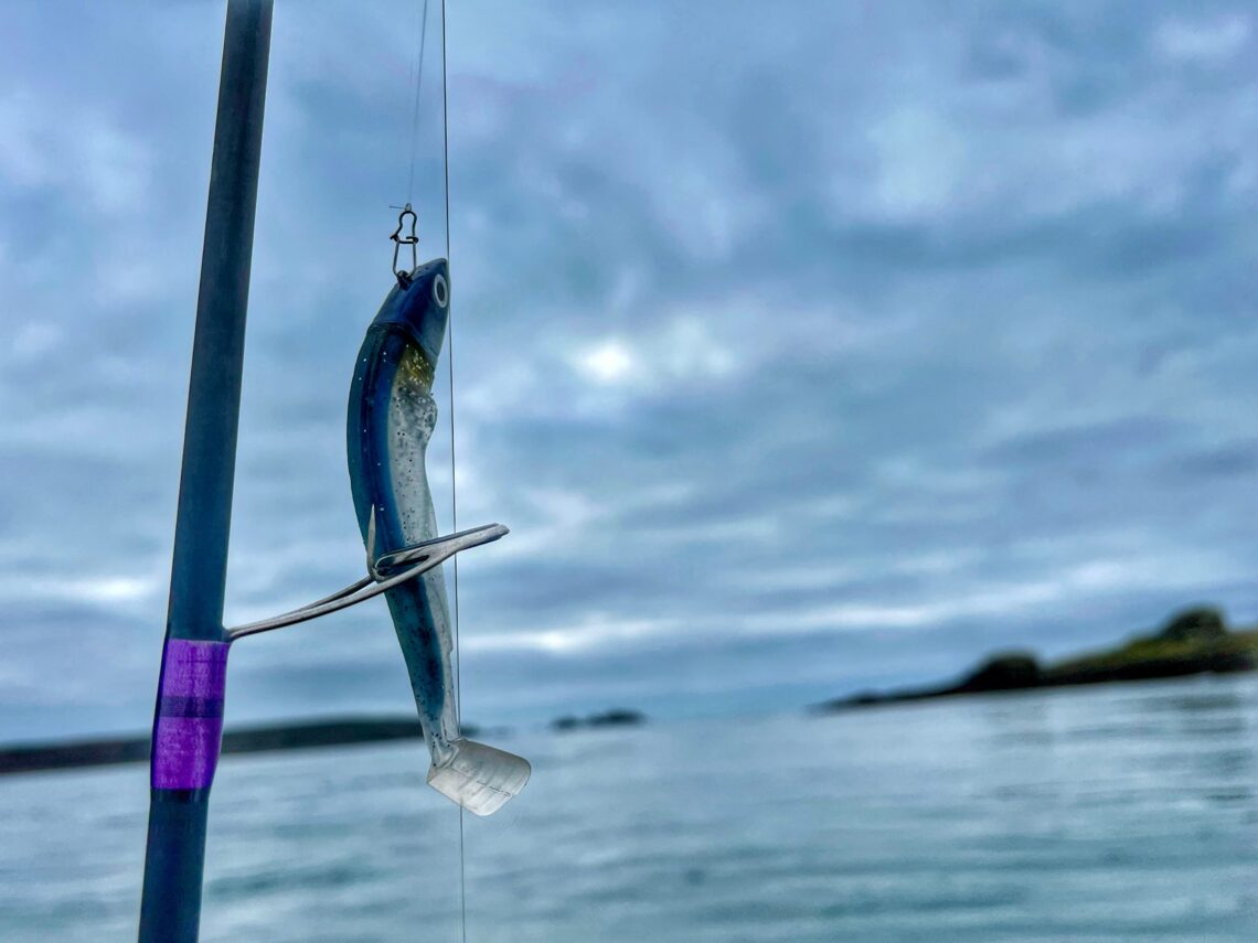 black minnow - fiiish