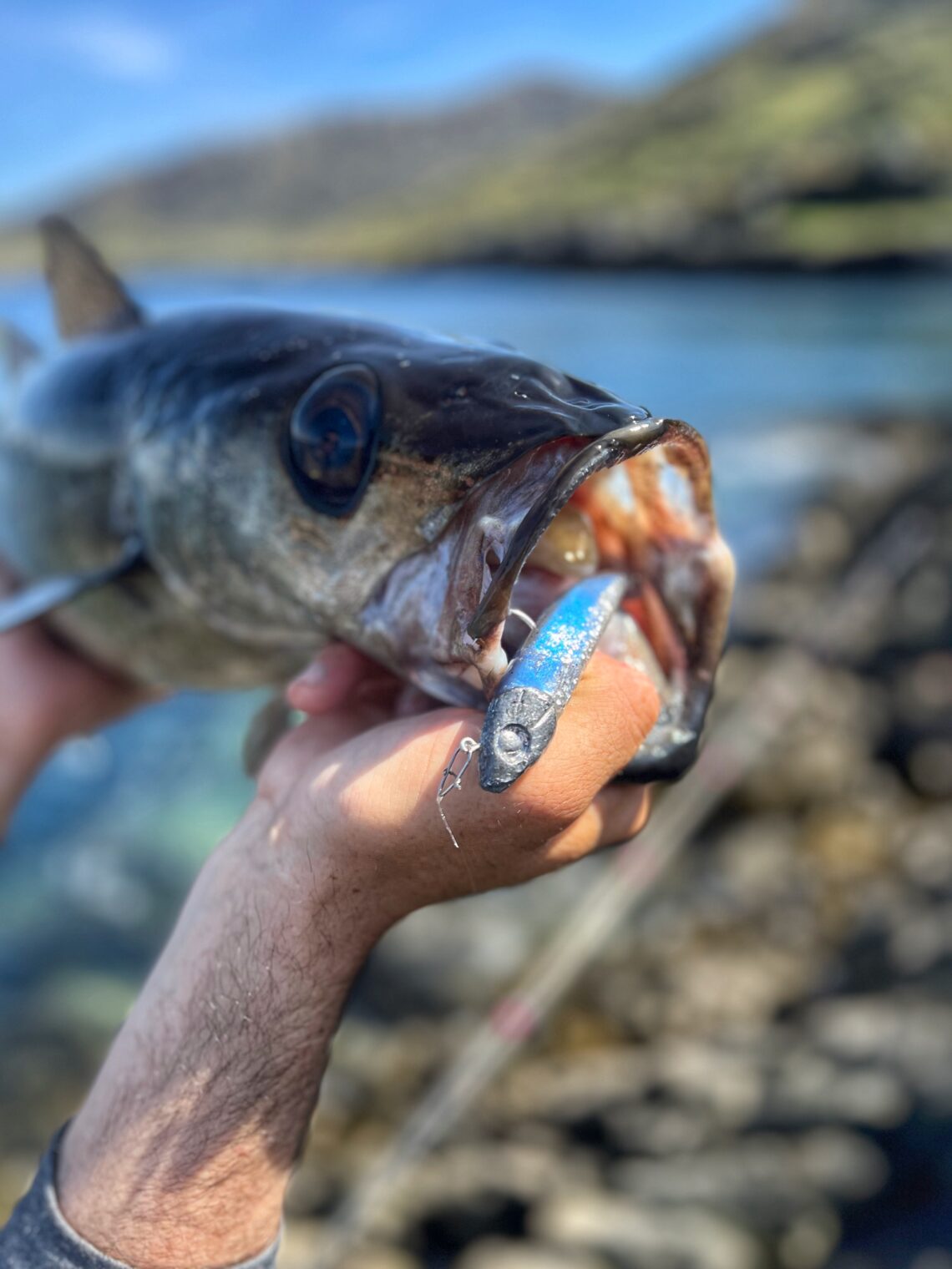 Master Shad de FIIISH