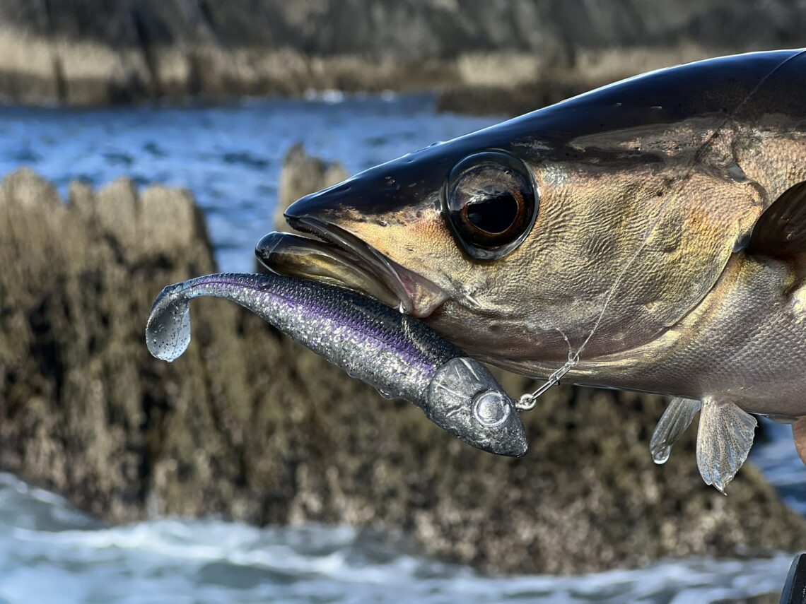 lieu pris au nitro shad 90